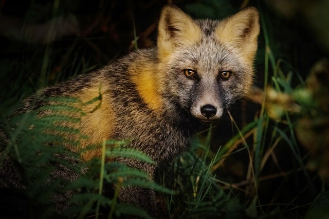 Fox in Alaska